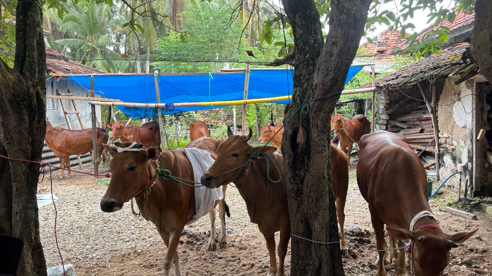 Distribusikan Daging Kurban, Ranting NU Panaongan 1 Sembelih 8 Ekor Sapi dan 10 Kambing